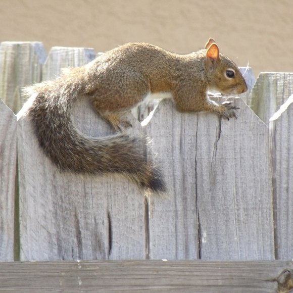 Meet your Posher, Posh - Picture 6 of 16